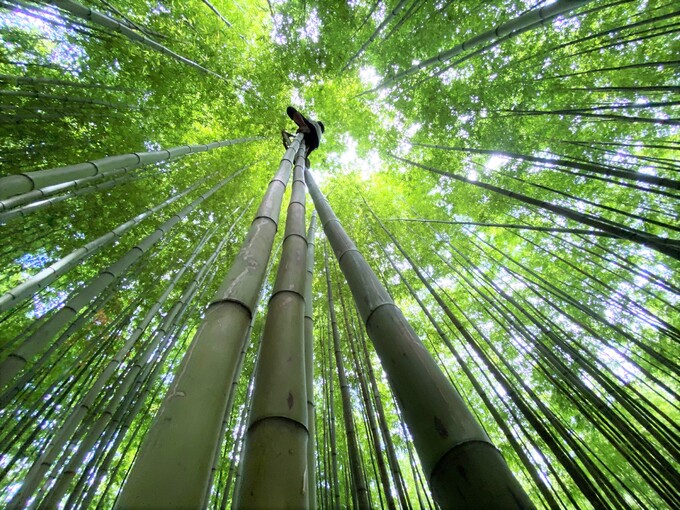 Bamboo forest like in the swordplay movie in Mu Cang Chai