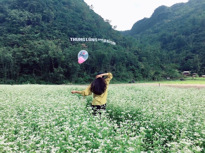Discover Bac Son flower valley – the largest flower field in Vietnam
