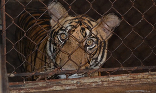 17 live tigers found in Nghe An