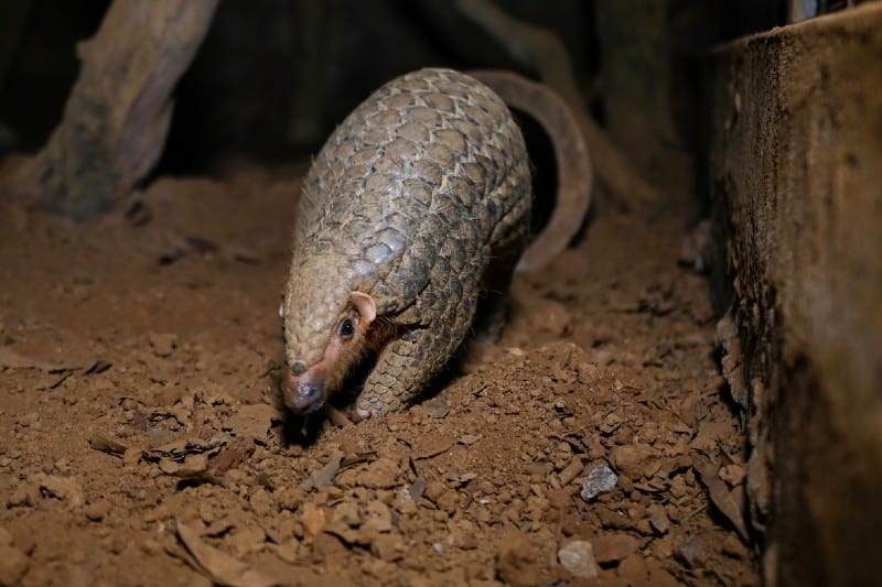 How this US-backed project strengthens wildlife protection in Vietnam
