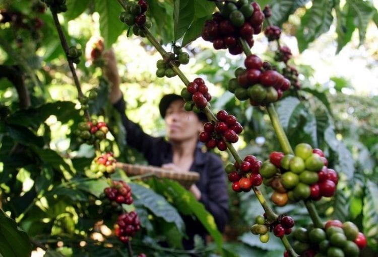It’s not just the global manufacturing supply chains being strained, coffee supplies are suffering by Vietnam’s virus curbs