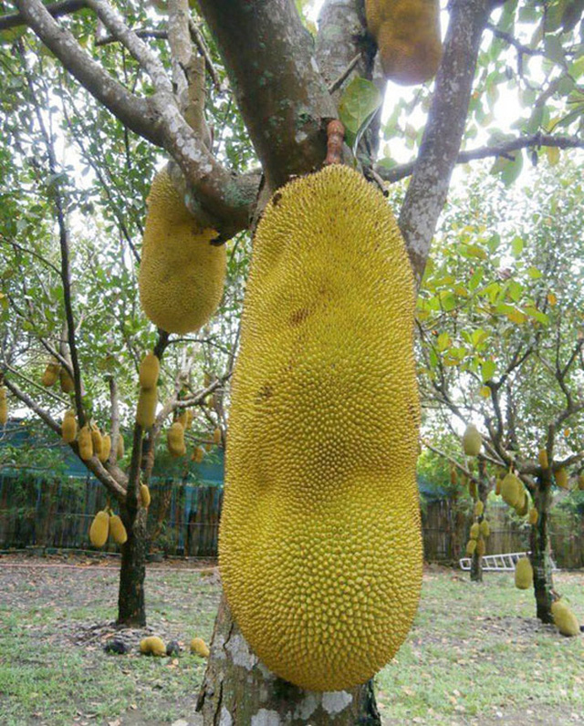 Strange things that can only be found in Vietnam: Coconut shelled with water, meter-long jackfruit, longan fragrant dragon fruit,…