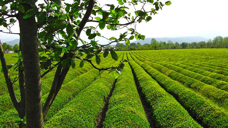 top-10-largest-tea-producing-countries-in-the-world-vietnam-news