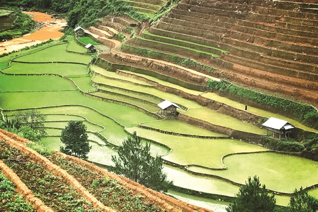 A glimpse of Hà Giang during golden rice season