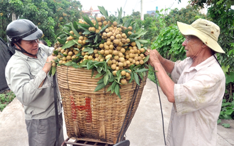Effectively making use of the potential of Hung Yen longan