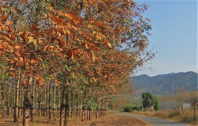Dak Ha season when rubber trees change leaves