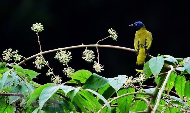Explore Kon Ha Nung Plateau Biosphere Reserve