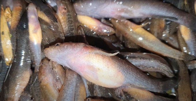 Floating season to pick up gobies, braised eggs and pepper