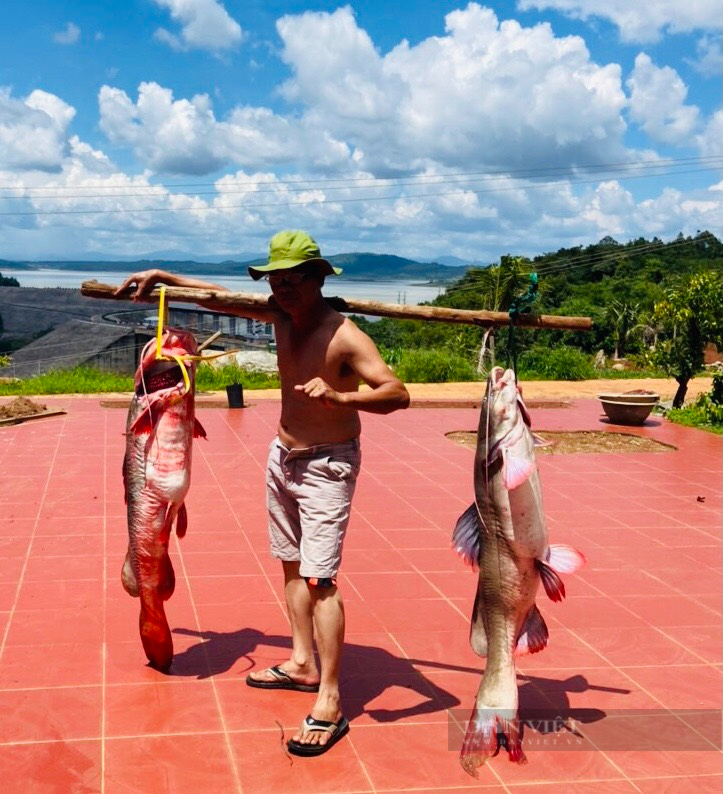Gia Lai: Through the night on the Se San River, baiting the red-tailed “water monster”