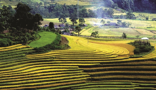 Golden terraces of Tả Lèng