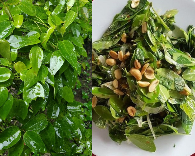 Leaf salad changes taste over time
