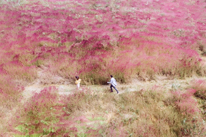 Pink reed grass hill in Da Lat