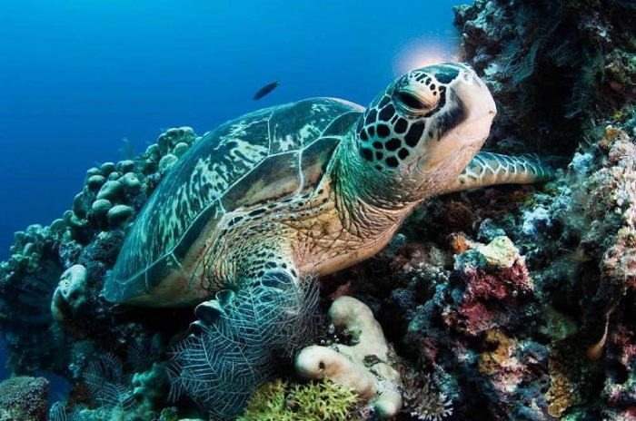 The interesting experience of watching turtles lay eggs in Con Dao