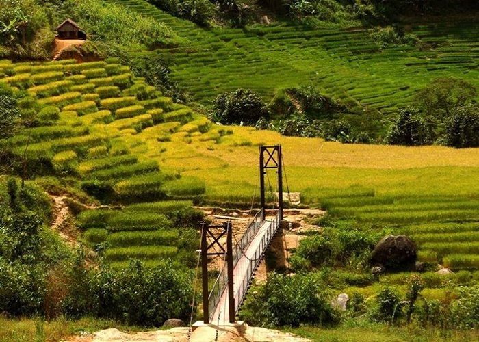 Visiting Mang Ri terraced fields to welcome the brilliant golden season of the highlands