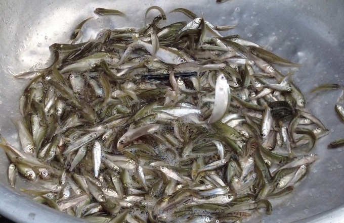 Young lingfish at the beginning of the season dipped in vinegar
