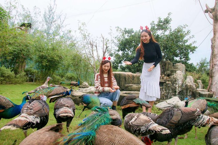 Check-in FLC Zoo Safari Park Quy Nhon – a wildlife park that ‘fascinates’ young people