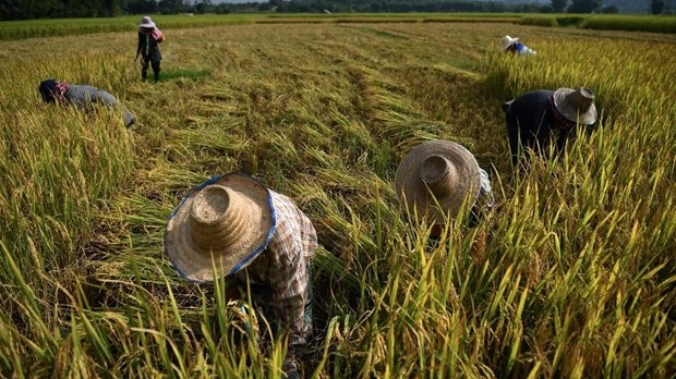 Thailand on track to achieve export target of 6 million tonnes of rice
