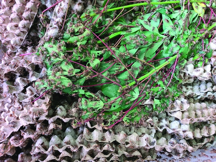 A bug’s afterlife: Vietnamese diners find growing appetite for farmed insects
