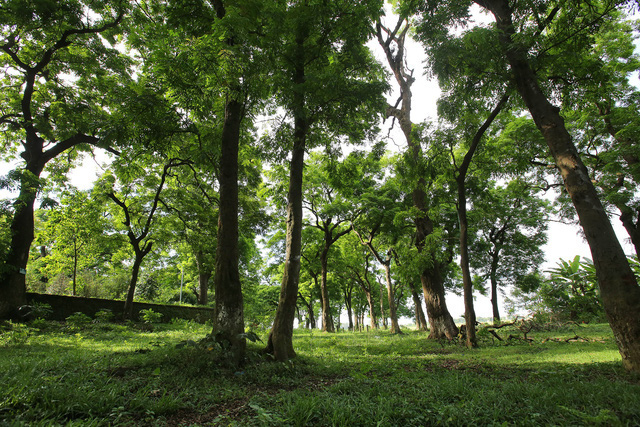 The future of Carbon Credits in Vietnam