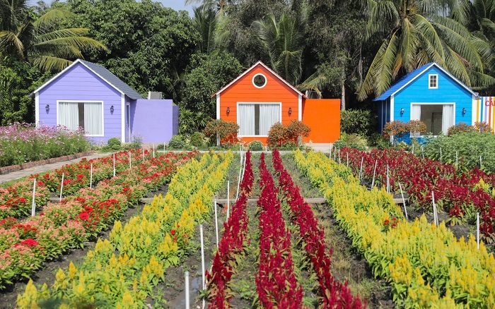 Enjoy check-in ‘fired up’ at Nhi Binh Hoc Mon flower field