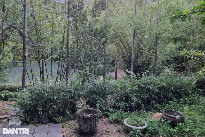 The conservation area of ​​nearly 100 species of bamboo on the Son Tra peninsula