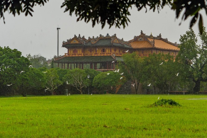 The wonder of migratory birds in the Citadel of Hue