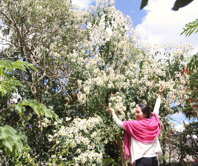 Wild sunflowers bloom on the hillside, young people flock to the outskirts of Da Lat to check-in