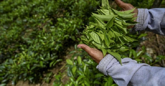 Sri Lanka rows back on organic farming goal, removes ban on chemical fertilisers