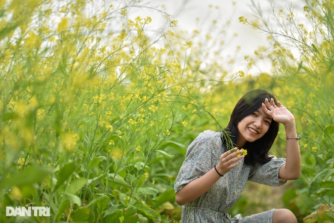 Yellow cabbage blooms in the middle of the city, Hanoians dress up to check-in