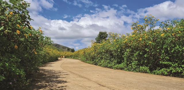 Yellow tree marigold carpet Chư Đăng Ya Volcano