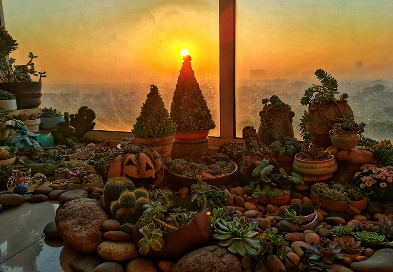 A Hanoi girl builds a Christmas tree from hundreds of mini lotus trees