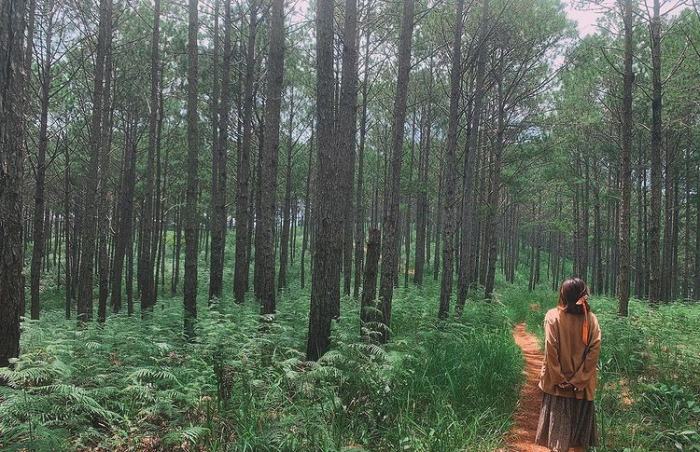 About listening to the wind tell in Chau Son pine hill – the peaceful paradise of D’ran town