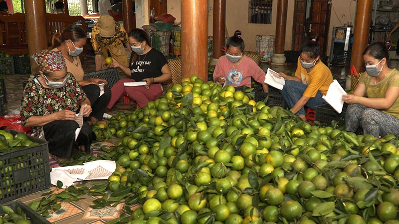 Northern mountainous provinces seek to expand consumption market for local fruit