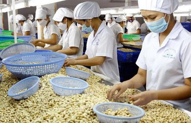 Vietnamese cashew nuts see many prospects in German market