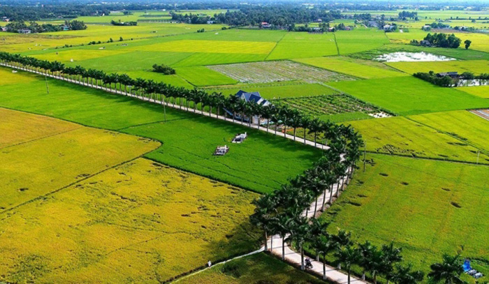 Check in the beautiful Tan Tru ‘areca king’ tree path in Long An