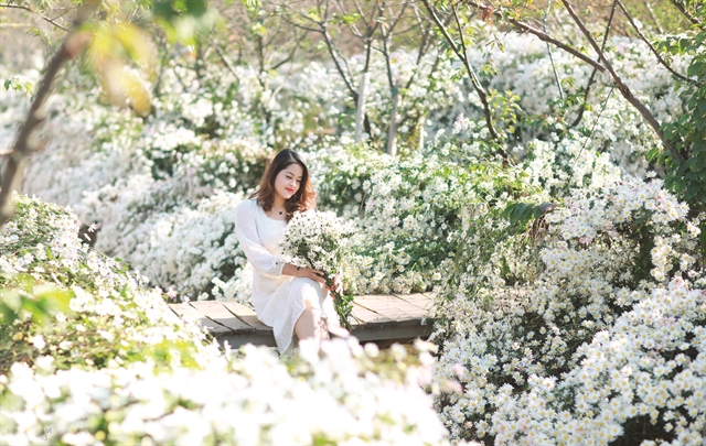 Daisy season lightens up Hà Nội's winter