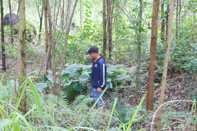 Go to the forest to find the termite mushroom
