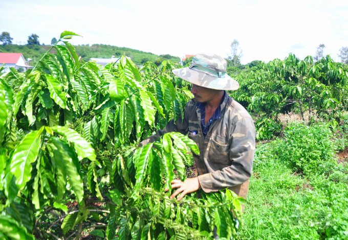 Coffee replanting, the effectiveness of the VnSAT credit fund