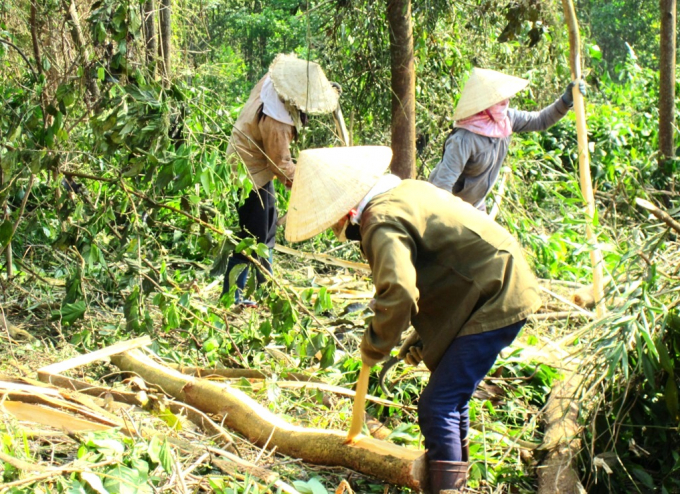 Large wooden trunk forests in Binh Dinh province