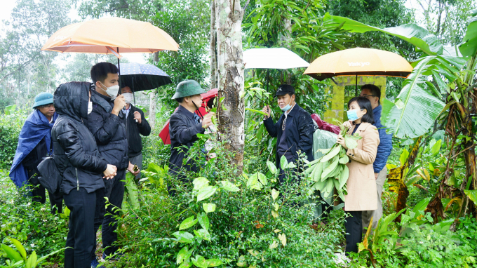 Quang Tri Province recommended developing medicinal plants