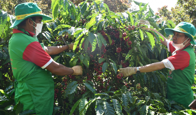 The VnSAT project builds the sustainable coffee value chain