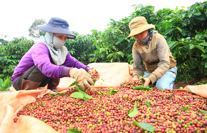 The VnSAT project helps growers change farming thinking