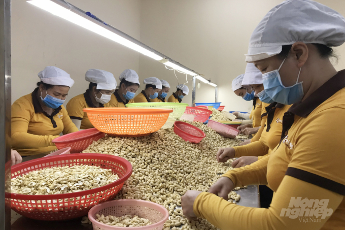 Two records of the cashew industry