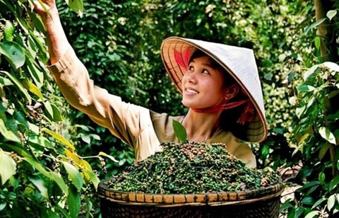 Pepper exports recover but price unstable