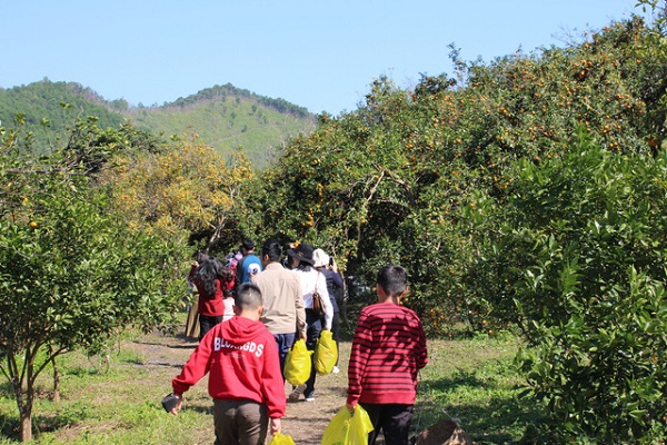 Tourists flock to northern province's orange groves