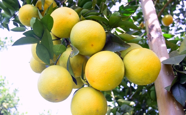 Vinh oranges put Nghệ An on the map