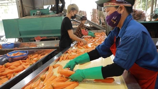 Hai Duong ships abroad first 250 tonnes of carrots in 2022