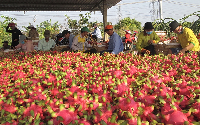 Urgently seeking consumption market for dragon fruit