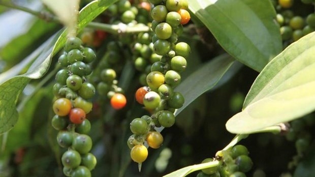 Vietnam striving to regain foothold for pepper industry