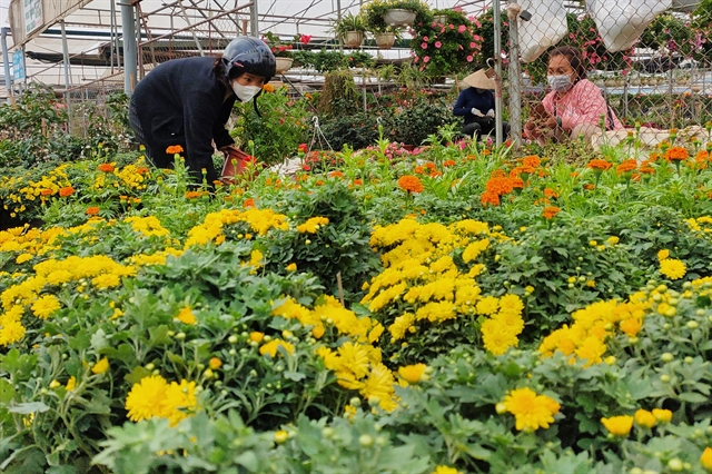 Flower farmers get busy as Tết is coming to town
